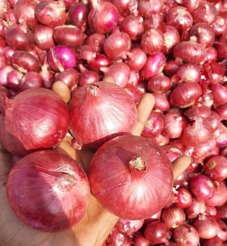 NASHIK GARWA ONION from India